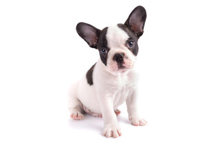 可爱法国斗牛犬幼犬