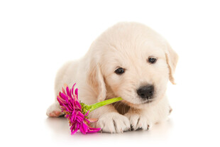 金毛幼犬与紫花依偎