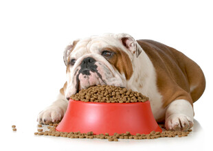 英国斗牛犬进食中