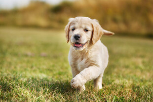 奔跑的可爱金毛幼犬