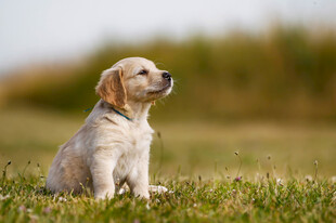 草地上的可爱幼犬