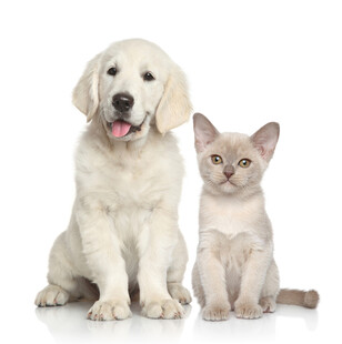 小狗与小猫同框可爱瞬间