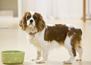 查尔斯王小猎犬等待进食
