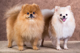 两只可爱宠物犬