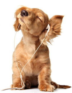 腊肠犬戴耳机惬意享受