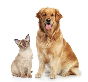 猫咪与金毛犬同框