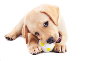 可爱幼犬玩带花小球