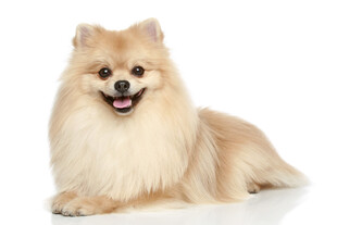可爱博美犬趴坐展示萌态