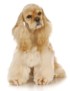 可爱可卡犬端坐