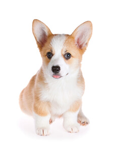 可爱小柯基犬坐立