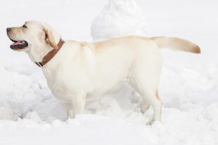 雪地中的拉布拉多犬