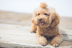可爱棕色泰迪犬趴木板上