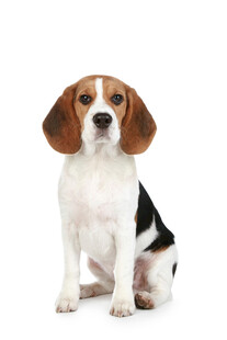 可爱比格犬端坐