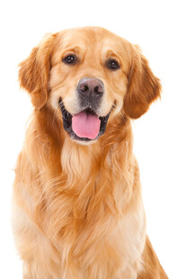 可爱金毛犬