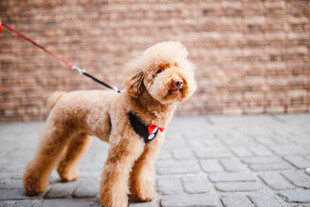 可爱棕色泰迪犬被牵引