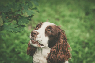 林间可爱棕白猎犬