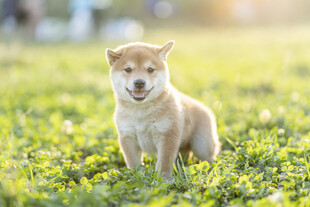 草地上的可爱柴犬