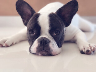 趴着的黑白法国斗牛犬