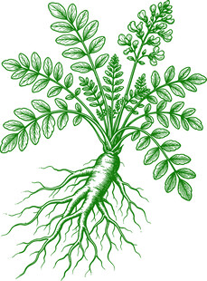 黄芪完整植株矢量素材