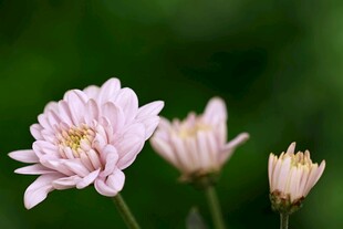 粉色娇美绽放小菊花