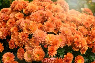 橙色菊花绽放
