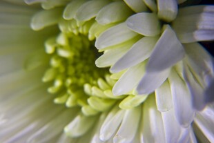 清新白菊特写