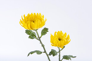 两朵绽放的黄色菊花