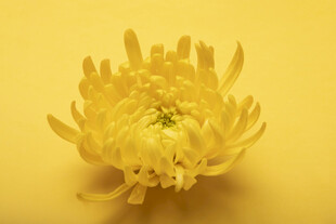 黄色菊花特写
