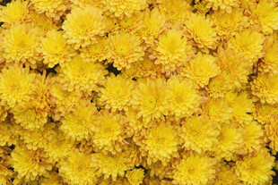 金黄菊花簇拥绽放