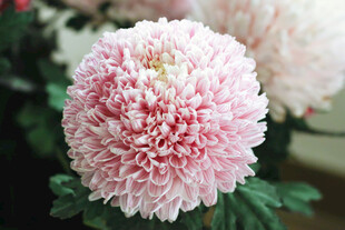 粉色蓬松菊花特写