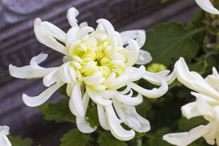 白色菊花特写