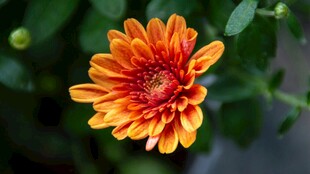 橙红色菊花特写