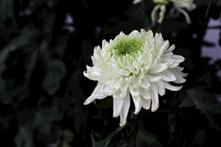 白色菊花特写