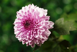 粉色菊花特写