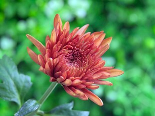 橙红色菊花特写