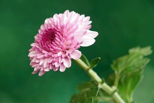 粉色菊花特写