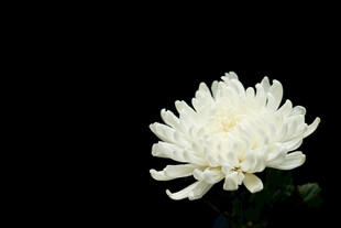 洁白菊花绽放