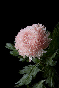 粉色菊花特写