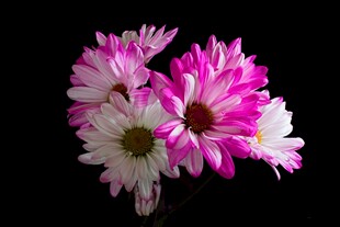 粉白菊花特写