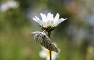 雏菊上的蝴蝶