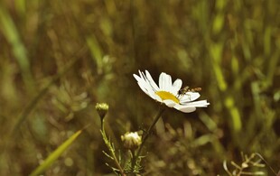 田野中的单朵小白雏菊