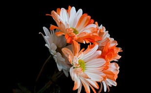 橙白菊花特写
