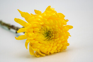 黄色菊花特写