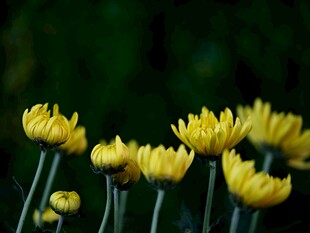 黄色小菊花绽放