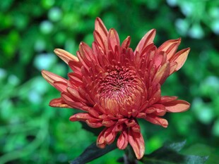 艳丽红菊绽放
