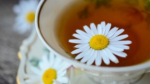 雏菊漂浮的芬芳花草茶