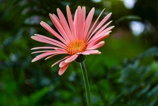粉色雏菊绽放于绿意间