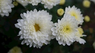 洁白菊花绽放
