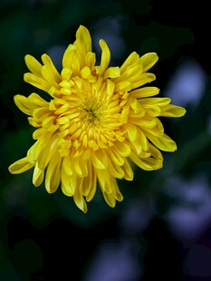 黄色菊花特写