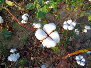 田间绽放的洁白棉花